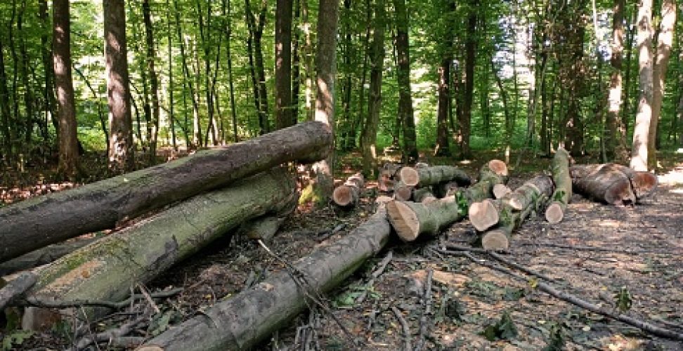 Trunks of cut trees in the forest. Deforestation is the destruction of natural stands of centuries-old forests.